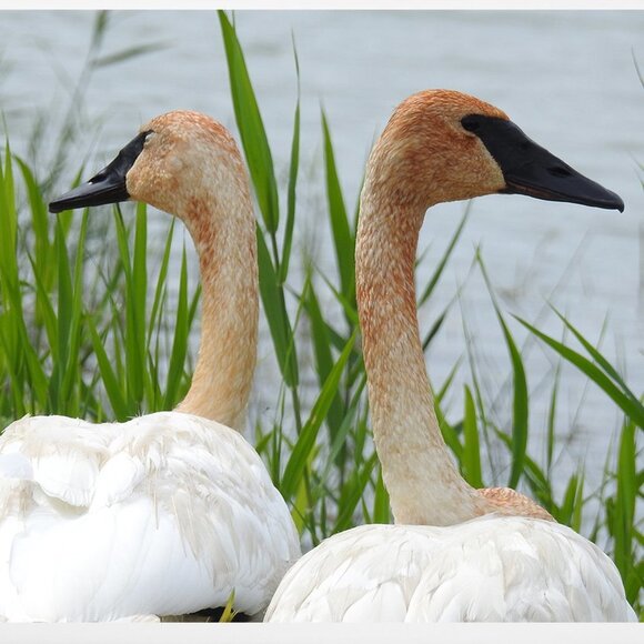 Trumpeter Swans Oil Painting Photography Art Print - Picture 2 of 4